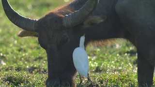 Cattle Egret, Crested Myna and Buffalo (Symbiotic relationship 共生關係)