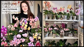 Цветение орхидей на стеллаже | Март 2023 | Фаленопсисы в домашнем цветении | Обзор стеллажа