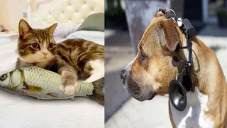 Cats 😻 And Dogs 🐶 Funny Animals Compilation   Tricksy Pets - Pet Animal lovers  Video 2020