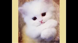 Cute Kittens videos - Funny And Cute KITTEN Compilation 2018