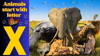 Animals Starting With X| Learn Animal Words That Start With Letters X #animals #soullingo