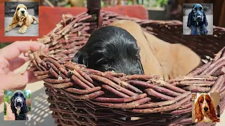 Spanielland - Cocker Spaniel Angielski. szczeniaczki 4 tygodnie, złoto biszkoptowe oraz czarne.