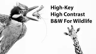 High-Key, High-Contrast Black And White For Wildlife
