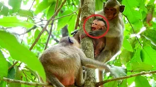 OMG...Why Dee stole Baby Brutus Jr from Jill jumping on the tree very high?,Baby screaming & hungry|