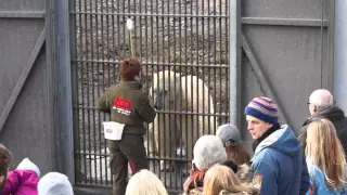 Isbjørnetræning | Copenhagen Zoo