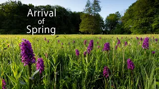 Arrival of Spring | The Forest