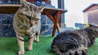 Cat fight at the bar on Cat Island