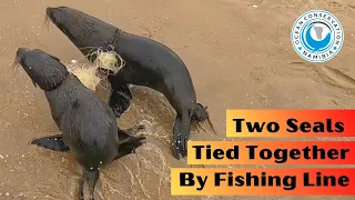 Two Seals Tied Together By Fishing Line