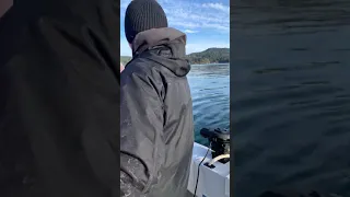 Feeding a rockfish to a bald eagle