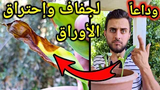 اسباب و علاج احتراق حواف أوراق النباتات - leaf edges burning