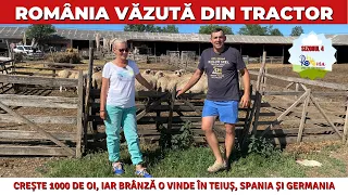 Crește 1000 de oi, iar brânza o vinde în Teiuș, Spania și Germania