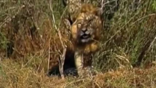 Lion Vs Cheetah   Bloody & Crazy War National Geographic WILD Documentary