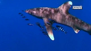 АКУЛЫ-УБИЙЦЫ. Carcharhinus longimanus. О чём молчат рыбы 82