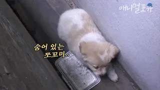 텅 빈 집에서 자신을 버리고 떠난 주인만 기다리던 강아지는 결국.. 😥 | KBS 주주클럽 030818 방송