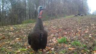 Wild Turkey Kee Kee run call.  up close footage from the wild. #trailcamology