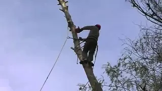 Poda y tala de árboles de altura y de dificil acceso