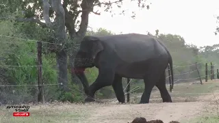 Elephant vs Electric Fence | How elephants break the electric fence