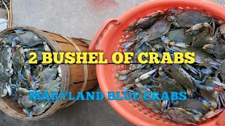 CRABBING IN MARYLAND USING TROTLINE