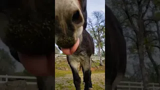 Funny moment of Beautiful Donkey