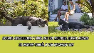 Любовь объединяет  У кота Луи из Флориды десять хозяев из разных семей, и его обожают все