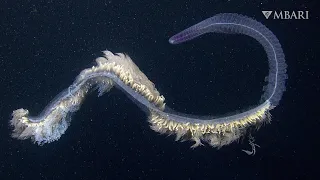 Jelly-like siphonophores astound with their breathtaking beauty