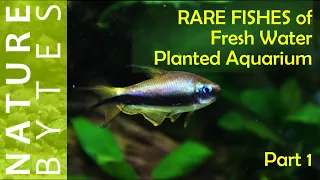 Rare fishes of planted aquarium | Planted aquarium fish | Aquarium Fish