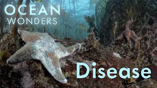 Ocean Wonders: Disease in the Depths