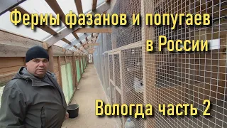Фермы фазанов и попугаев в России. Вологда часть 2.