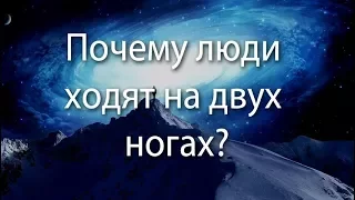 260 Почему люди ходят на двух ногах?