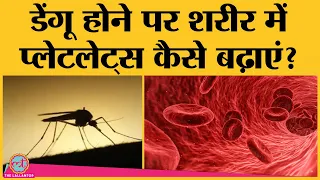 Dengue फैला, Platelet कैसे बढ़ते घटते है? बचाने के लिए क्या करना चाहिए?