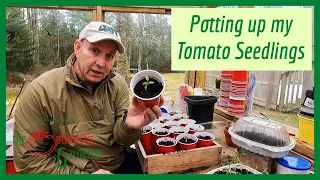 Potting up my Tomato Seedlings