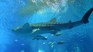 Okinawa Aquarium