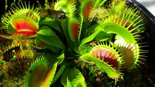 Carnivorous Plants