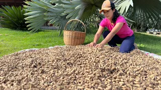 Uma colheita incrível de amendoins- Não era o que eu esperava