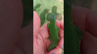 Детская площадка в нашем хуторе 😀🦎