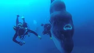 Divers dwarfed by giant creature