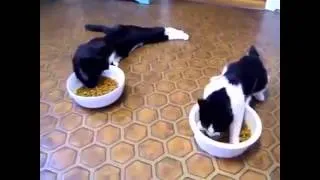 ПЬЯНЫЙ КОТ  Drunk Cats!!! very funny 360p