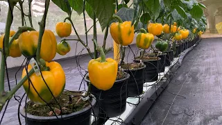 Awesome Greenhouse BELL PEPPER Farming in Tagaytay, Philippines