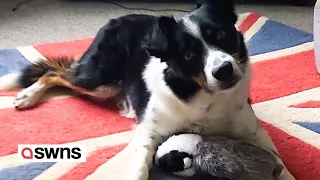 “Britain’s smartest dog” - border collie who knows the names of all 231 of his toys | SWNS