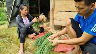 Harvest uproot the wormwood garden to sell, daily life | Quân Ghển My New Life