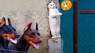 Funny Dog And Cat Videos 🐈😘🐕 - Best Funny Animal Videos 2023 🤣 #5.mp4