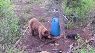 Giant Black Bear Killshot With A Bow