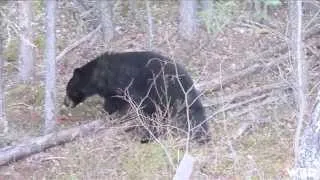 Hunting Monster Black Bear in Alberta