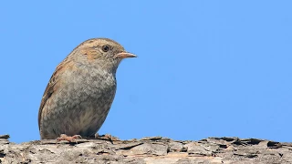 Голоса птиц Как поет Завирушка лесная Prunella modularis