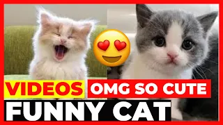 Try not to laugh OMG, So Cute Cats ♥ ️Best Funny Cat Videos 2021