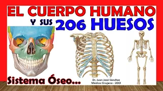 🥇 206 BONES of the Human Body in 24 Minutes!!! + Mnemonics!!! Easy and simple
