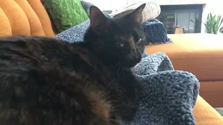 Nova gets a scritchy massage and purrs VERY loudly