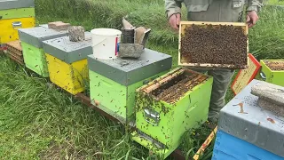 3 erreurs à ne pas faire pour l’élevage de reines !