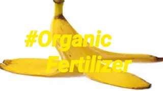 Banana Peels Organic Fertilizer Complete Guide and easy to make