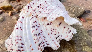 Wind ceased Niu Niu hit the beach found giant art-like white shell. [Niu Niu Seafood]